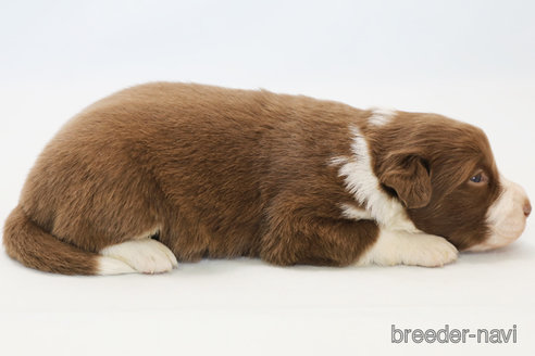 成約済の神奈川県のボーダーコリー-369085の4枚目